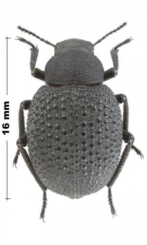Pimelia sp.